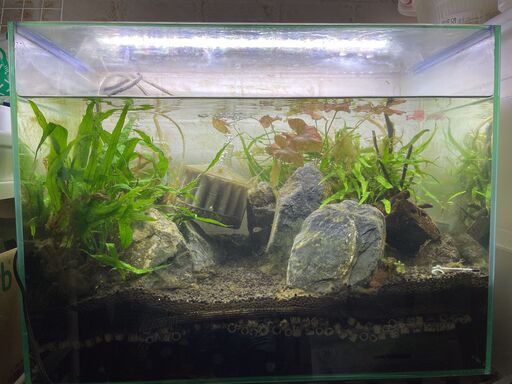 オールガラス60cmハイタイプ水槽（単体）アクロ６０Ｎ－Ｈ（60×30×45ｃm）+照明