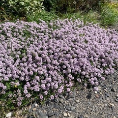 ロンギカリウスタイム◆ガーデニング•植木•苗•グランドカバー◆