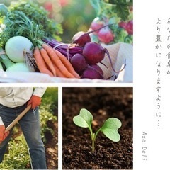 10月4日収穫の旬のお野菜セット【東温農園で栽培】