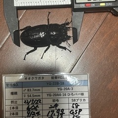 【ネット決済・配送可】オオクワガタ　能勢YG血統　♀ 55.9m...