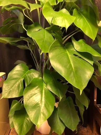 観葉植物　モンステラ