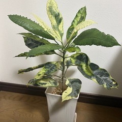 観葉植物 クロトン タマラ 斑入り 5号鉢