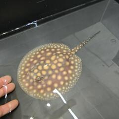ダイヤモンドポルカ ♀ メス 体盤長 約16cm エイ スティングレイ