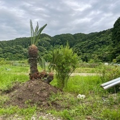 蘇轍　ソテツ　大株