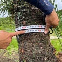 蘇轍　ソテツ　大株