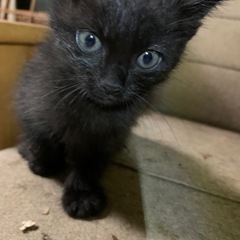 黒猫の赤ちゃん - 猫