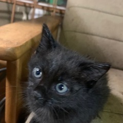 黒猫の赤ちゃん − 広島県