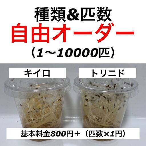 キイロショウジョウバエ トリニドショウジョウバエ 種類\u0026匹数 自由オーダー カエル・カマキリ・食虫植物・爬虫類・両生類の餌 フライトレス