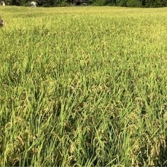 棚田で育てたお米！新米ひとめぼれ30Kg玄米　