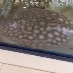 淡水エイ、熱帯魚、ダイダイダイチャ、ダイヤモンドポルカ