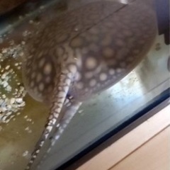 淡水エイ、熱帯魚、ダイダイダイチャ、ダイヤモンドポルカ