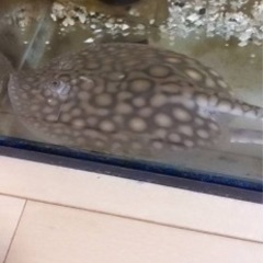 淡水エイ、熱帯魚、ダイダイダイチャ、ダイヤモンドポルカ