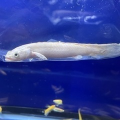 プラチナエンドリケリー✨売ります。(少し値引きしました)