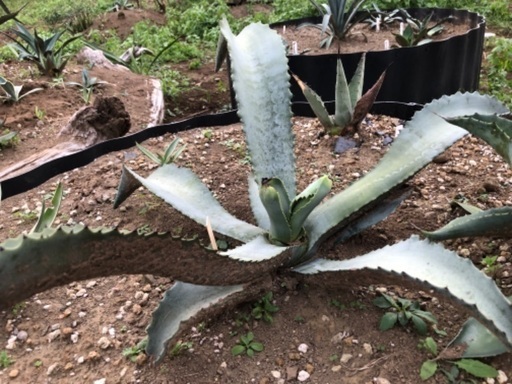 アガベ　マルモラータ　大株