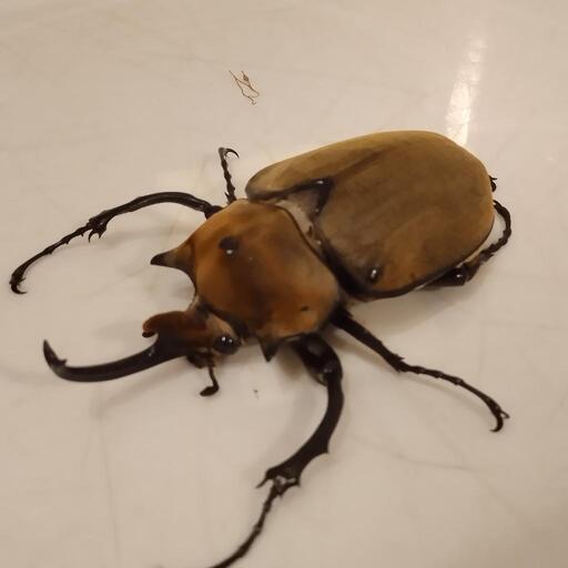 エレファスゾウカブト成虫♂105mm♀2頭セット（未使用）