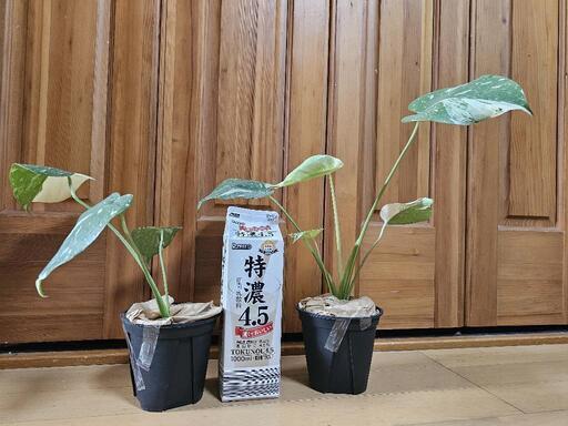格安!!!  斑入りモンステラ！８日までの価格！