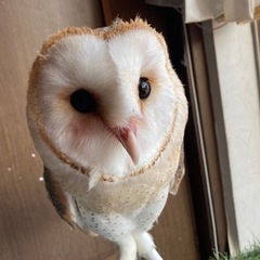 飼育フクロウの情報を集めています！ − 神奈川県