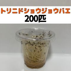 【ネット決済・配送可】トリニドショウジョウバエ 200匹 +α死...