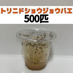 【ネット決済・配送可】トリニドショウジョウバエ 500匹 +α死...