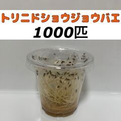 【ネット決済・配送可】トリニドショウジョウバエ 1000匹 +α...