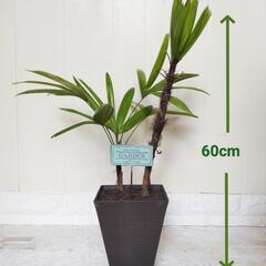 【💖Thankyou💖】60cm観音竹（カンノンチク）🌿観葉植物