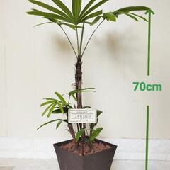 【💖Thankyou💖】70cm観音竹（カンノンチク）🌿観葉植物