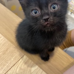 1ヶ月の黒猫ちゃん