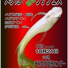 10/21 山田町　メダカ・多肉植物販売会
