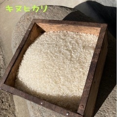 新米　伊豆市柿木産　キヌヒカリ　30キロ