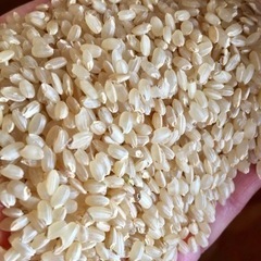 新米　令和5年産　キヌヒカリ30k 玄米