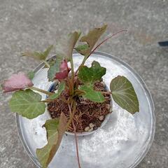 可愛い 山野草　雪ノ下　おちょこに植えてみました