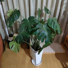 モンステラ 観葉植物 【高陶器製】