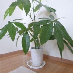 観葉植物(パキラ）