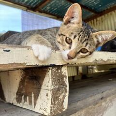 見学自由です。浜比嘉島の牧場で猫の親子（計4匹）を保護しています...