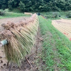 稲わら、軽トラックに一杯