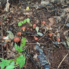 希少❗️今が旬　落葉キノコ🍄