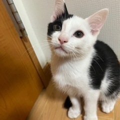 白黒ハチワレ君🐱元気いっぱいで甘えん坊です💗