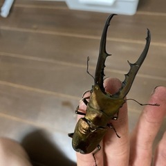 メタリフェルホソアカクワガタ　ペレメタ　クワガタ　カブトムシ