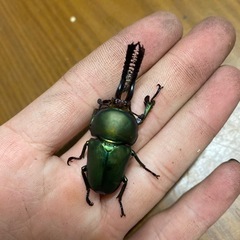 パプキン　クワガタ　カブトムシ　クソデカ