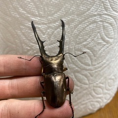 メタリフェルホソアカクワガタ　クワガタ　カブトムシ　昆虫