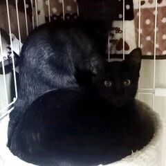 生後約６ヵ月　黒猫の兄弟 - 観音寺市