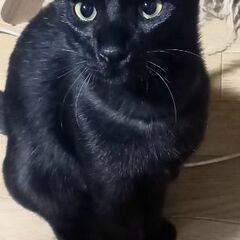 生後約６ヵ月　黒猫の兄弟 − 香川県