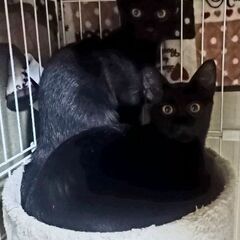 生後約６ヵ月　黒猫の兄弟