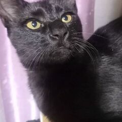 生後約６ヵ月　黒猫の兄弟 - 猫