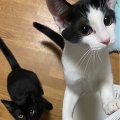 甘えんぼな はちわれの子猫🐱