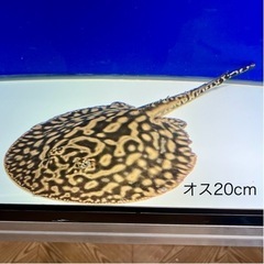 【ネット決済】【本物】白化之鑰 プラチナヘテロペア その１ オス...