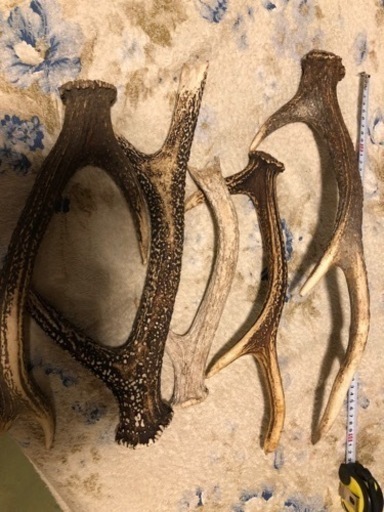 何年も掛かりました 鹿の落ち角 切り角 セット