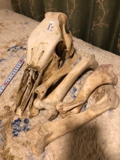 地元産　猪の頭蓋骨と太い腿骨