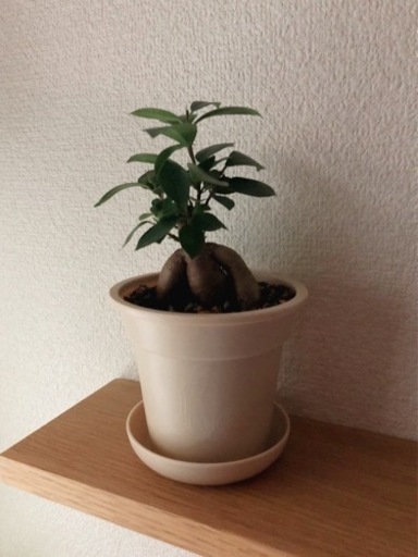 観葉植物　ガジュマル(23)　20cm　ナチュラルカラーの3.5号の鉢と受け皿付き