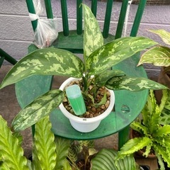 Aglaonema  Maria アグラオネマ・マリア  迷彩 ...